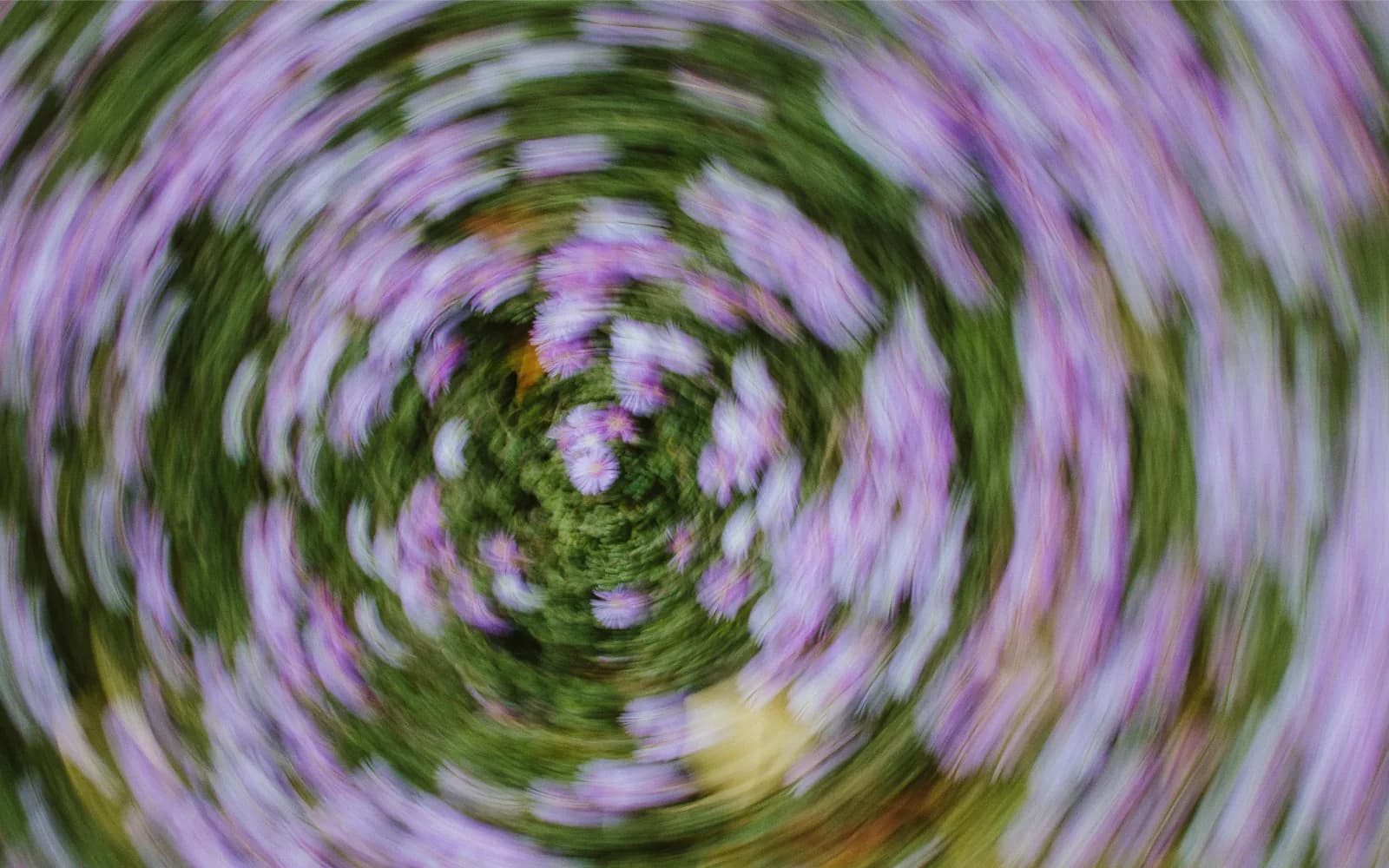Circular motion blur across a field of purple flowers converging on a sharp centre, scattered signals resolving into focus