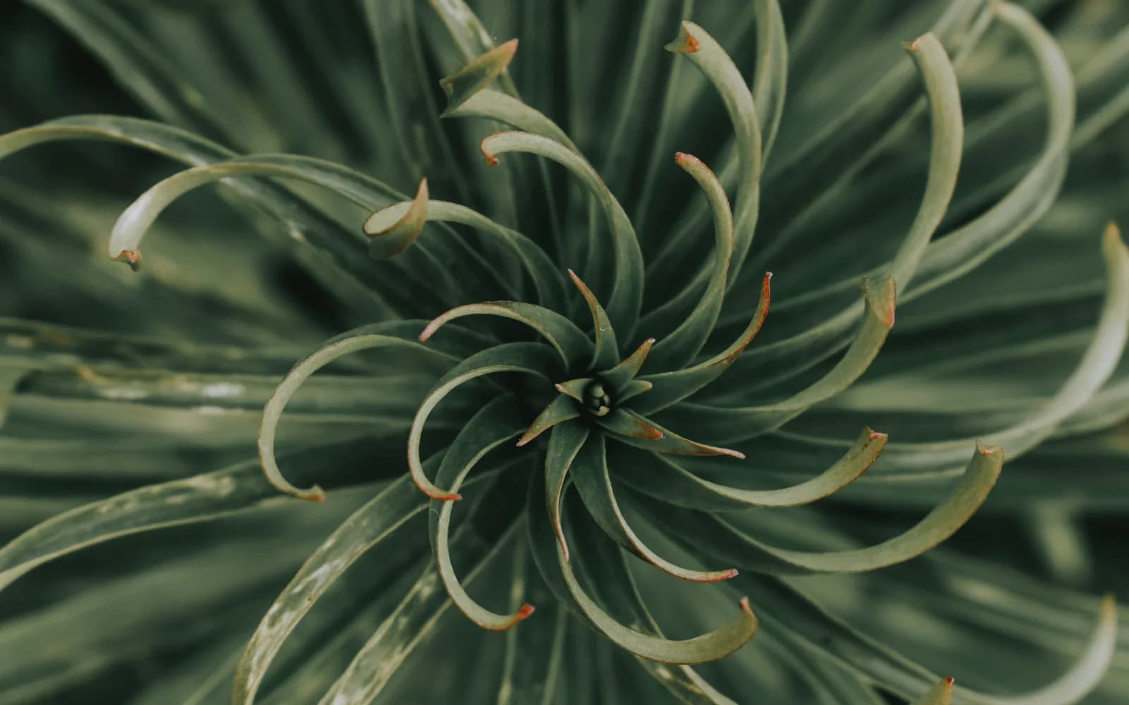 Top-down view of a succulent whose leaves curl in a precise spiral around its centre, structure radiating from a clear core
