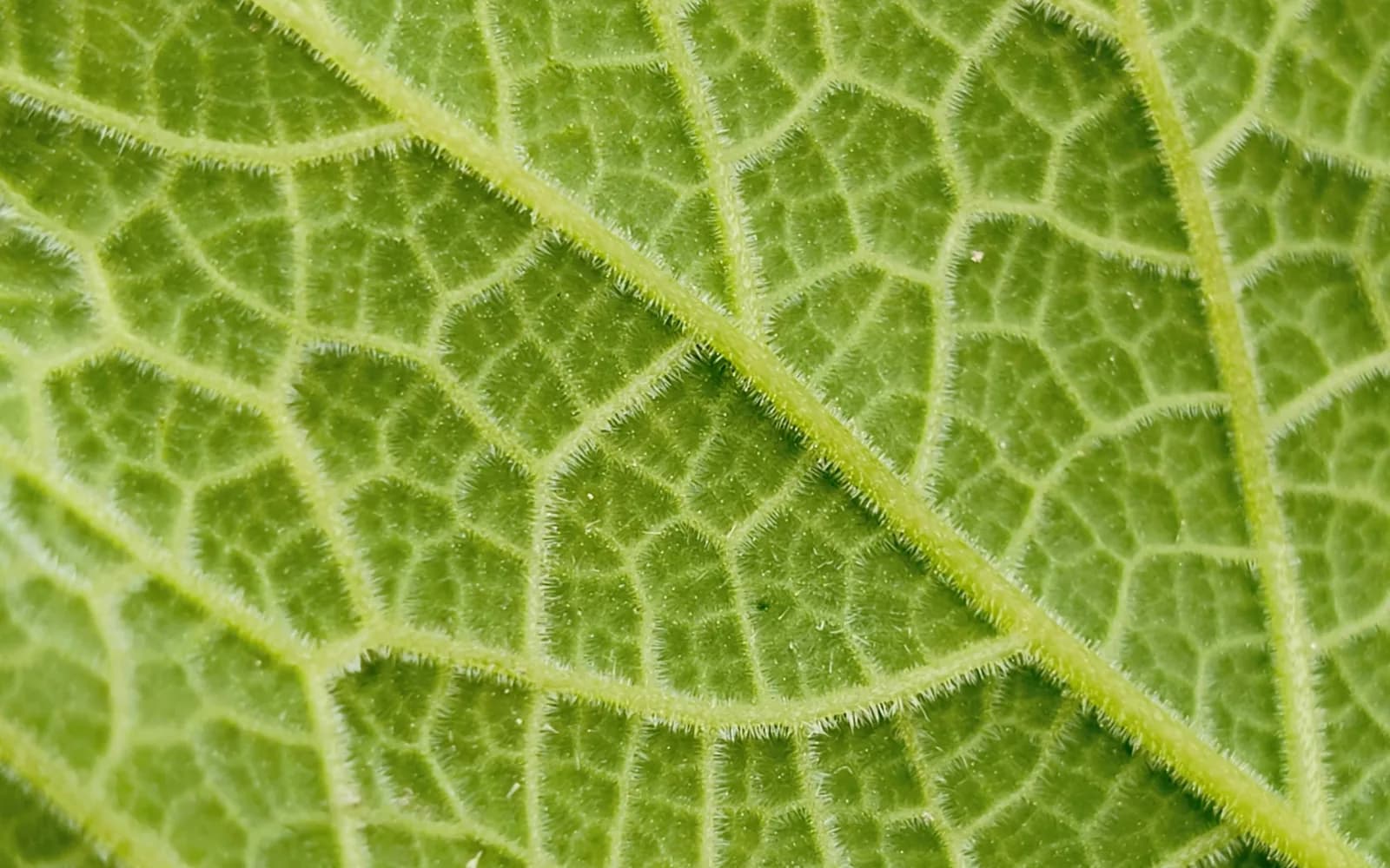 Macro photograph of a green leaf with veins branching into connected pathways, like a mapped network of routes
